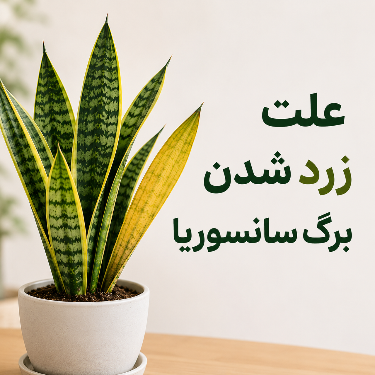 علت زرد شدن برگ سانسوریا 🌱 | چرا سانسوریام زرد شده؟